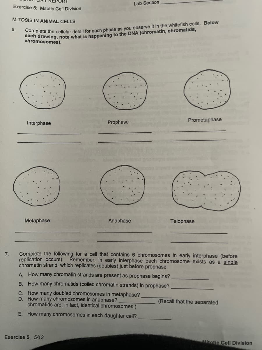 Lab Section
Exercise 5: Mitotic Cell Division
MITOSIS IN ANIMAL CELLS
Shen drawing, note what is happening to the DNA (chromatin, chromatids,
chromosomes).
6.
Sacpiete the cellular detail for each phase as you observe it in the whitefish cells. Below
Interphase
Prophase
Prometaphase
Metaphase
Anaphase
Telophase
Complete the following for a cell that contains 6 chromosomes in early interphase (before
7.
replication occurs). Remember, in early interphase each chromosome exists as a single
chromatin strand, which replicates (doubles) just before prophase.
A. How many chromatin strands are present as prophase begins?
B. How many chromatids (coiled chromatin strands) in prophase?
C. How many doubled chromosomes in metaphase?
D. How many chromosomes in anaphase?
chromatids are, in fact, identical chromosomes.)
(Recall that the separated
E. How many chromosomes in each daughter cell?
Exercise 5, 5/13
Mitotic Cell Division
