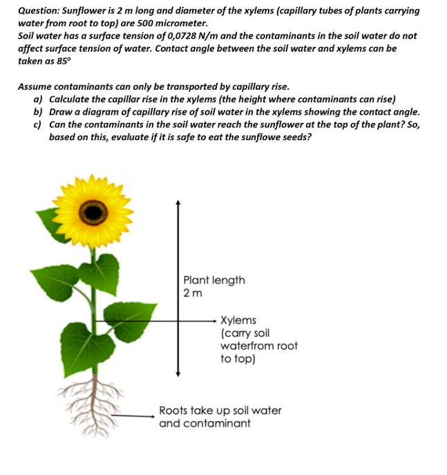 Question: Sunflower is 2 m long and diameter of the xylems (capillary tubes of plants carrying
water from root to top) are 500 micrometer.
Soil water has a surface tension of 0,0728 N/m and the contaminants in the soil water do not
affect surface tension of water. Contact angle between the soil water and xylems can be
taken as 85°
Assume contaminants can only be transported by capillary rise.
a) Calculate the capillar rise in the xylems (the height where contaminants can rise)
b) Draw a diagram of capillary rise of soil water in the xylems showing the contact angle.
c) Can the contaminants in the soil water reach the sunflower at the top of the plant? So,
based on this, evaluate if it is safe to eat the sunflowe seeds?
Plant length
2m
Xylems
(carry soil
waterfrom root
to top)
Roots take up soil water
and contaminant
