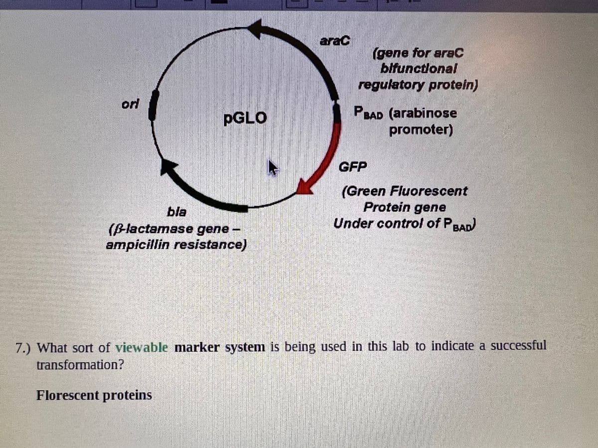 or
bla
pGLO
(P-lactamase gene -
ampicillin resistance)
Florescent proteins
arac
(gene for arac
bifunctional
regulatory protein)
PBAD (arabinose
promoter)
GFP
(Green Fluorescent
Protein gene
Under control of PBAD)
7.) What sort of viewable marker system is being used in this lab to indicate a successful
transformation?
