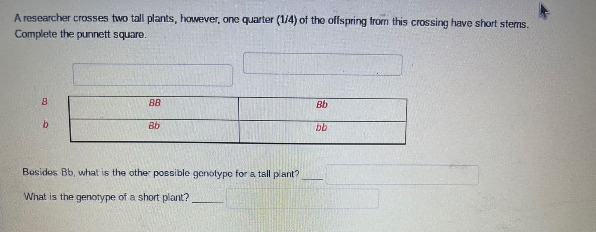 A researcher crosses two tall plants, however, one quarter (1/4) of the offspring from this crossing have short stems.
Complete the punnett square.
b
Bb
Besides Bb, what is the other possible genotype for a tall plant?
What is the genotype of a short plant?
Bb
bb