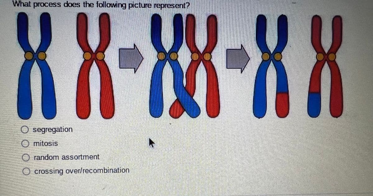 What process does the following picture represent?
XX-88-XX
O segregation
mitosis
O random assortment
crossing over/recombination
K