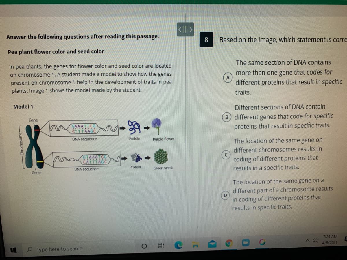 Answer the following questions after reading this passage.
8
Based on the image, which statement is corre
Pea plant flower color and seed color
The same section of DNA contains
In pea plants, the genes for flower color and seed color are located
on chromosome 1. A student made a model to show how the genes
more than one gene that codes for
A
present on chromosome 1 help in the development of traits in pea
plants. Image 1 shows the model made by the student.
different proteins that result in specific
traits.
Model 1
Different sections of DNA contain
B different genes that code for specific
proteins that result in specific traits.
Gene
GAA ATTCG
CTTTAAGC
DNA sequence
Protein
Purple flower
The location of the same gene on
different chromosomes results in
coding of different proteins that
results in a specific traits.
TAAAT
CATTTAGO
Protein
Green seeds
DNA sequence
Gene
The location of the same gene on a
different part of a chromosome results
in coding of different proteins that
results in specific traits.
7:24 AM
4/8/2021
P Type here to search
直
