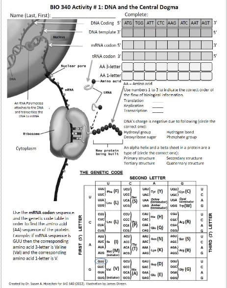 Name (Last, First):
DNA
An RNA polymerase
attaches to the DNA
and transcribes the
DNA to mRNA
Ribosone
BIO 340 Activity # 1: DNA and the Central Dogma
Complete:
DNA Coding 5' ATG TGG ATT CTC AAG ATC AAT AGT 3'
DNA template 3
5'
Cytoplasm
Nuckus
Nuclear pore
ARNA
Use the mRNA codon sequence
and the genelic Landelable in
order to find the amino acid
(AA) sequence of the protein.
Example: if mRNA sequence is
GUU then the corresponding
amino acid 3-letter is Valine
(Val) and the corresponding
amino acid 1-letter is V.
mRNA codon 5'
FIRST (5') LETTER
tRNA codon 3
U
AA 3-letter
AA 1-letter
Amino acid AA - Amino acid
A
tRNA
THE GENETIC CODE
New protein
being built
U
Pie (F)
ասա
UUC)
ԼԱՔ
Uva) Lou (L)
Leu (L)
val (M)
Use numbers 1 to 3 to indicate the correct order of
the flow of biological information.
Translation
Replication
Transcription
Hydroxyl group
Deoxyribose sugar
DNA's charge is negative due to following (circle the
correct one):
An alpha helix and a beta sheet in a protein are a
type of (circle the correct one):
Primary structure
Tertiary structure
SECOND LETTER
ucu)
UCC
Ser
UCA(S)
UCG
CUU
CUC
CUA
CUG
AUU)
ACU
AUC (1) ACC
AUA
ACA
AUG Met (M)
ACG
CCU
cee
CCA
COG
GUU
GUC
GUA
GUG) (initiator) aca)
Created by Dr. Susan A. Holechek for 30 340 (2022), Illustration by James Direen.
CAU)
CAC
(12) C₂₂)
CAG)
The
(T)
GCU
GOC
Na
GCA (A)
UAU)
UAC)
USA Och
Ty (Y)
AAU
AAC)
AMA
AAG)
biminalar
(terminator)
UAG Amber UGG TI(W)
(terminator)
(H)
On(Q)
Asn (N)
Lys(K)
GAU)
GAC
GAA),
GAG)
Hydrogen bond
Phosphate group
Aup (D)
GN (E)
Secondary structure
Quaternary structure
USU)
Cyr (C)
UGC)
UGA Opa
cul
CGC
CGA
CGG/
AGU
AGC)
AGA
AGO
DOU
GOC
GGA
GGG
Arg (R)
Ser (S)
Arg (R)
Gay (G)
U
с
A
G
SACCAG
U
SCAG
U
с
3
А
5
THIRD (3) LETTER