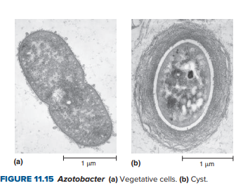 (a)
1 um
(b)
1 um
FIGURE 11.15 Azotobacter (a) Vegetative cells. (b) Cyst.
