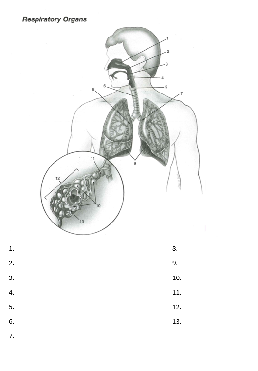 Respiratory Organs
-2
10
13
1.
8.
2.
9.
3.
10.
4.
11.
5.
12.
6.
13.
7.
