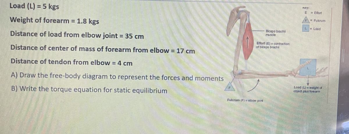Load (L) = 5 kgs
My:
E - Elort
E- Fulcrum
Weight of forearm = 1.8 kgs
L- Load
Biceps brach
musclo
Distance of load from elbow joint = 35 cm
Effort ) contraction
of biceps brachi
Distance of center of mass of forearm from elbow = 17 cm
Distance of tendon from elbow = 4 cm
A) Draw the free-body diagram to represent the forces and moments
Load (Umeigtt of
ond plus fosarm
B) Write the torque equation for static equilibrium
Fulcrum ( bon pint
