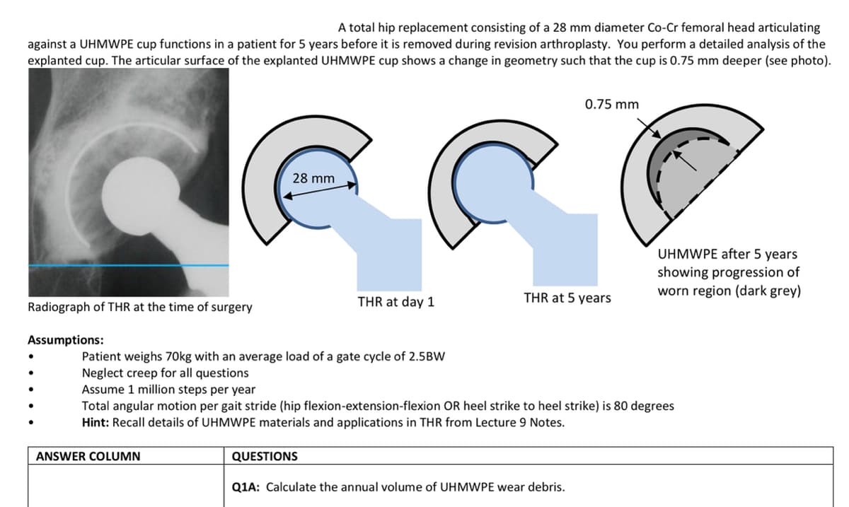 A total hip replacement consisting of a 28 mm diameter Co-Cr femoral head articulating
against a UHMWPE cup functions in a patient for 5 years before it is removed during revision arthroplasty. You perform a detailed analysis of the
explanted cup. The articular surface of the explanted UHMWPE cup shows a change in geometry such that the cup is 0.75 mm deeper (see photo).
Radiograph of THR at the time of surgery
Assumptions:
28 mm
Patient weighs 70kg with an average load of a gate cycle of 2.5BW
Neglect creep for all questions
Assume 1 million steps per year
ANSWER COLUMN
THR at day 1
QUESTIONS
0.75 mm
THR at 5 years
Total angular motion per gait stride (hip flexion-extension-flexion OR heel strike to heel strike) is 80 degrees
Hint: Recall details of UHMWPE materials and applications in THR from Lecture 9 Notes.
Q1A: Calculate the annual volume of UHMWPE wear debris.
UHMWPE after 5 years
showing progression of
worn region (dark grey)