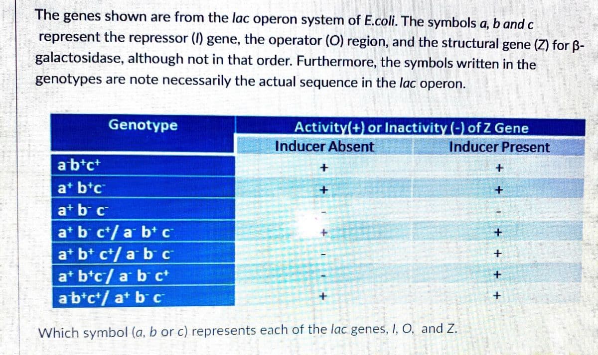 The genes shown are from the lac operon system of E.coli. The symbols a, b and c
represent the repressor (I) gene, the operator (O) region, and the structural gene (Z) for B-
galactosidase, although not in that order. Furthermore, the symbols written in the
genotypes are note necessarily the actual sequence in the lac operon.
Genotype
Activity(+) or Inactivity (-) of Z Gene
Inducer Absent
Inducer Present
abtc+
+.
at btc
at b c
at b ct/ a bt c
at b+ ct/ a b c
at btc/ a b ct
abtc+/ at b C
Which symbol (a, b or c) represents each of the lac genes, I, O, and Z.
+.
+ +

