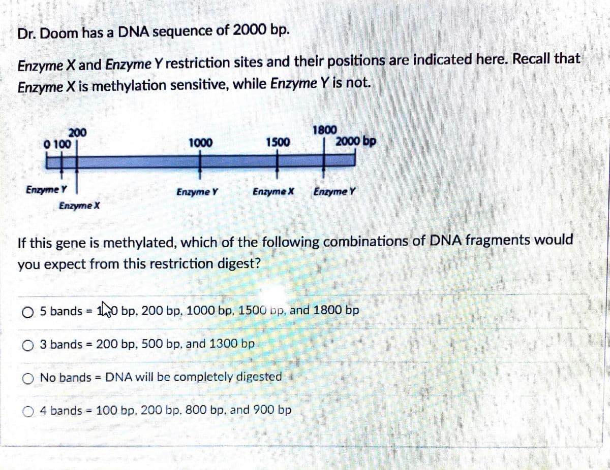 Dr. Doom has a DNA sequence of 2000 bp.
Enzyme X and Enzyme Y restriction sites and their positions are indicated here. Recall that
Enzyme X is methylation sensitive, while Enzyme Y is not.
200
O 100
1800
2000 bp
1000
1500
Enzyme Y
Enzyme Y
Enzyme X
Enzyme Y
Enzyme X
If this gene is methylated, which of the following combinations of DNA fragments would
you expect from this restriction digest?
O 5 bands = 1O bp, 200 bp, 1000 bp. 1500 bp, and 1800 bp
O 3 bands = 200 bp, 500 bp, and 1300 bp
%3D
O No bands = DNA will be completely digested
%3D
O 4 bands = 100 bp. 200 bp, 800 bp, and 900 bp
