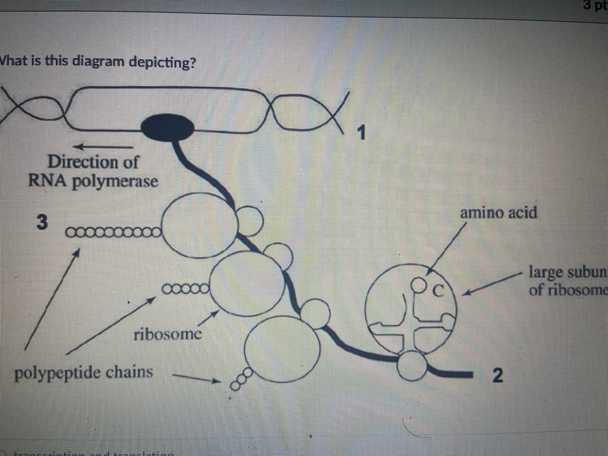 3 pt
Vhat is this diagram depicting?
1
Direction of
RNA polymerase
amino acid
large subun
of ribosome
ribosome
polypeptide chains
2.
