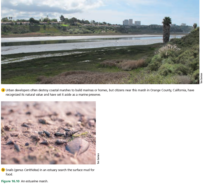 a Urban developers often destroy coastal marshes to build marinas or homes, but citizens near this marsh in Orange County, California, have
recognized its natural value and have set it aside as a marine preserve.
b Snails (genus Cerithidea) in an estuary search the surface mud for
food.
Figure 16.10 An estuarine marsh.
Tom Garrison
Tom Garrison
