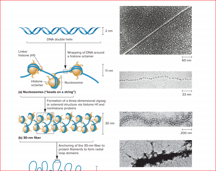 2 nm
DNA double helix
Linker
Wrapping of DNA around
histone (H1)
a histone octamer
60 nm
11 nm
Histone
Nucleosome
octamer
(a) Nucleosomes ("beads on a string")
33 nm
Formation of a three-dimensional zigzag
or solenoid structure via histone H1 and
nonhistone proteins
30 nm
200 nm
(b) 30-nm fiber
Anchoring of the 30-nm fiber to
protein filaments to form radial
loop domains
