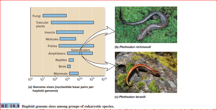 Fungi
Vascular
plants
Insects
Mollusks
Fishes
(b) Plethodon richmondi
Salamanders
Amphibians
Reptiles
Birds
Mammals
106
10
108
109
1010
10"
102
(a) Genome sizes (nucleotide base pairs per
haploid genome)
(c) Plethodon larselli
RE 10.8 Haploid genome sizes among groups of eukaryotic species.
