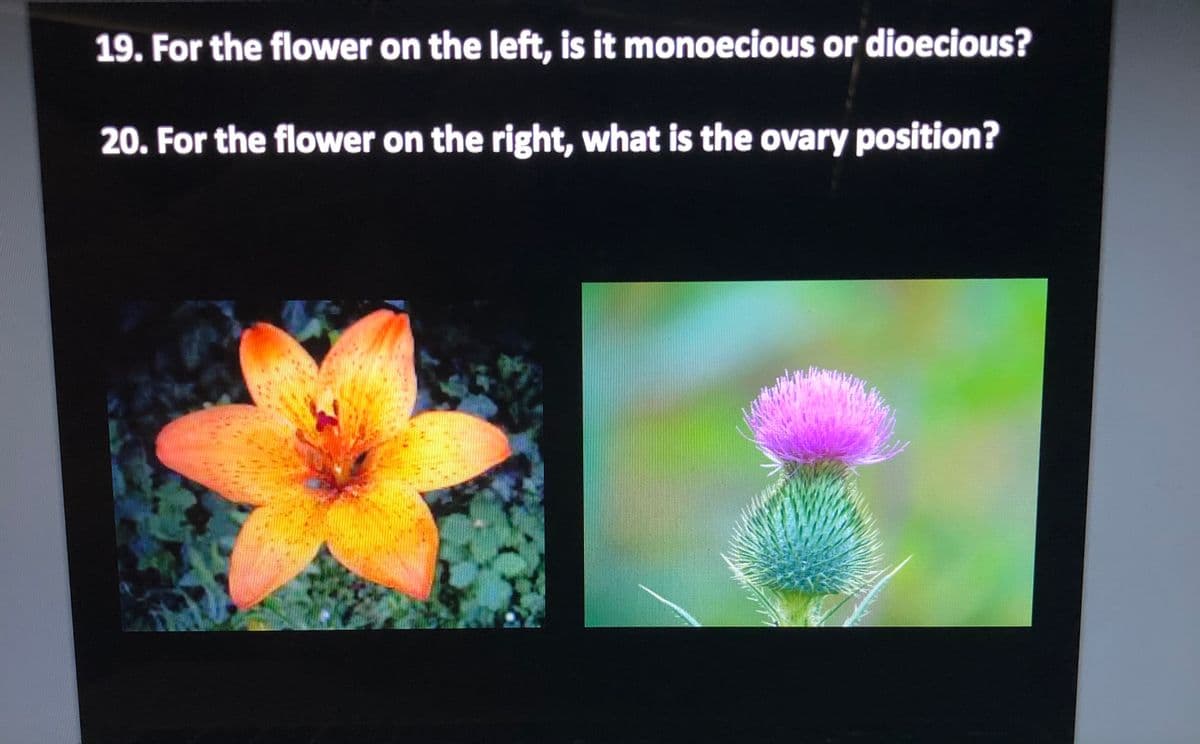 19. For the flower on the left, is it monoecious or dioecious?
20. For the flower on the right, what is the ovary position?
