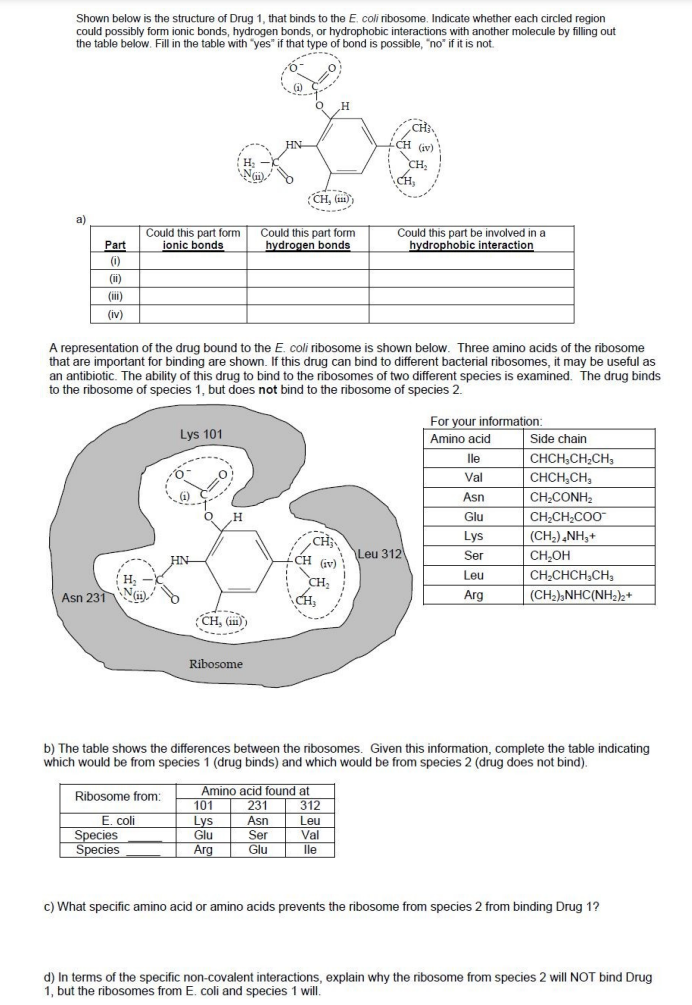 Shown below is the structure of Drug 1, that binds to the E. coli ribosome. Indicate whether each circled region
could possibly form ionic bonds, hydrogen bonds, or hydrophobic interactions with another molecule by filling out
the table below. Fill in the table with "yes" if that type of bond is possible, "no" if it is not.
a)
Part
(0)
(11)
(iii)
(iv)
Could this part form
ionic bonds
H₂
Asn 231 )
Ribosome from:
E. coli
Species
Species
Lys 101
HN
A representation of the drug bound to the E. coli ribosome is shown below. Three amino acids of the ribosome
that are important for binding are shown. If this drug can bind to different bacterial ribosomes, it may be useful as
an antibiotic. The ability of this drug to bind to the ribosomes of two different species is examined. The drug binds
to the ribosome of species 1, but does not bind to the ribosome of species 2.
H
(CH, (in))
Ribosome
HN
101
Lys
Glu
Arg
Could this part form
hydrogen bonds
CH, (m)
231
Asn
Ser
Glu
CH
CH (iv)
CH₂
Amino acid found at
CH₂
H
312
CH (iv)
CH₂
Leu
Val
lle
CH,
b) The table shows the differences between the ribosomes. Given this information, complete the table indicating
which would be from species 1 (drug binds) and which would be from species 2 (drug does not bind).
Could this part be involved in a
hydrophobic interaction
Leu 312
For your information:
Amino acid
lle
Val
Asn
Glu
Lys
Ser
Leu
Arg
Side chain
CHCH₂CH₂CH₂
CHCH₂CH₂
CH,CONH,
CH₂CH₂COO™
(CH,),NH,+
CH₂OH
CH₂CHCH₂CH₂
(CH2)NHC(NH2)*
c) What specific amino acid or amino acids prevents the ribosome from species 2 from binding Drug 1?
d) In terms of the specific non-covalent interactions, explain why the ribosome from species 2 will NOT bind Drug
1, but the ribosomes from E. coli and species 1 will.