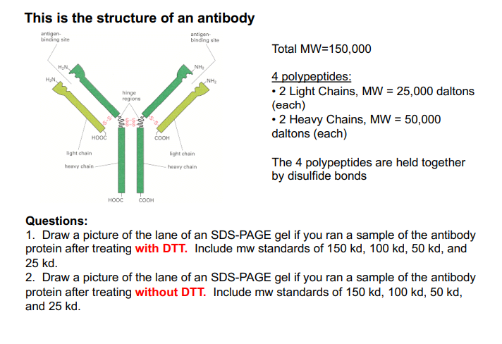 This is the structure of an antibody
antigen-
binding site
H₂N
H₂N
HOOC
light chain
S-S
heavy chain.
hinge
regions
HOOC
COOH
COOH
antigen-
binding site
NH₂
light chain
heavy chain
NH₂
Total MW=150,000
4 polypeptides:
• 2 Light Chains, MW = 25,000 daltons
(each)
• 2 Heavy Chains, MW = 50,000
daltons (each)
The 4 polypeptides are held together
by disulfide bonds
Questions:
1. Draw a picture of the lane of an SDS-PAGE gel if you ran a sample of the antibody
protein after treating with DTT. Include mw standards of 150 kd, 100 kd, 50 kd, and
25 kd.
2. Draw a picture of the lane of an SDS-PAGE gel if you ran a sample of the antibody
protein after treating without DTT. Include mw standards of 150 kd, 100 kd, 50 kd,
and 25 kd.