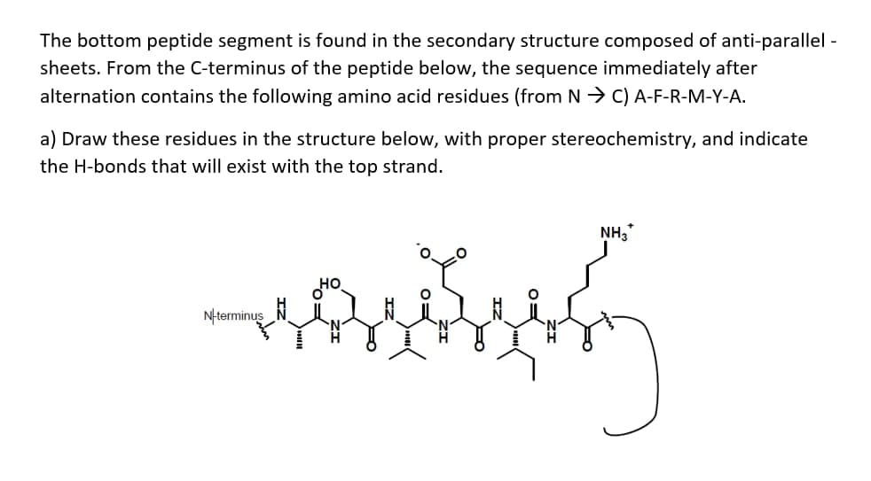 The bottom peptide segment is found in the secondary structure composed of anti-parallel -
sheets. From the C-terminus of the peptide below, the sequence immediately after
alternation contains the following amino acid residues (from N → C) A-F-R-M-Y-A.
a) Draw these residues in the structure below, with proper stereochemistry, and indicate
the H-bonds that will exist with the top strand.
NH,*
Nterminus
