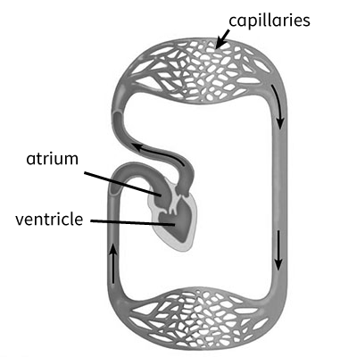 atrium
ventricle
capillaries