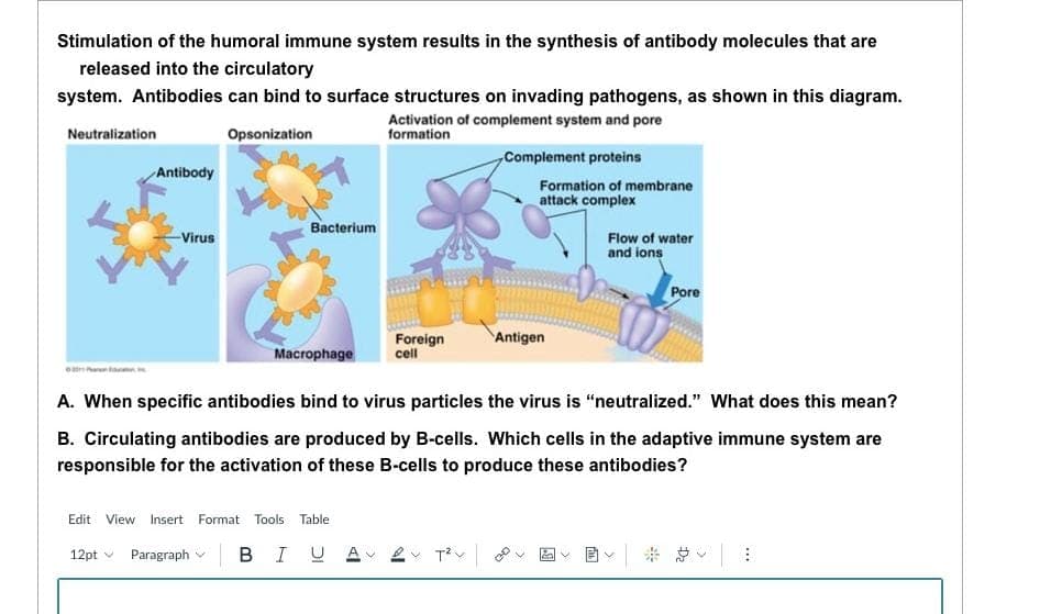 Stimulation of the humoral immune system results in the synthesis of antibody molecules that are
released into the circulatory
system. Antibodies can bind to surface structures on invading pathogens, as shown in this diagram.
Activation of complement system and pore
formation
Opsonization
Neutralization
201
Antibody
-Virus
Bacterium
Macrophage
Foreign
cell
Edit View Insert Format Tools Table
12pt Paragraph BIU A
Complement proteins
Formation of membrane
attack complex
Antigen
Flow of water
and ions
A. When specific antibodies bind to virus particles the virus is "neutralized." What does this mean?
B. Circulating antibodies are produced by B-cells. Which cells in the adaptive immune system are
responsible for the activation of these B-cells to produce these antibodies?
Pore
v
D₂
->