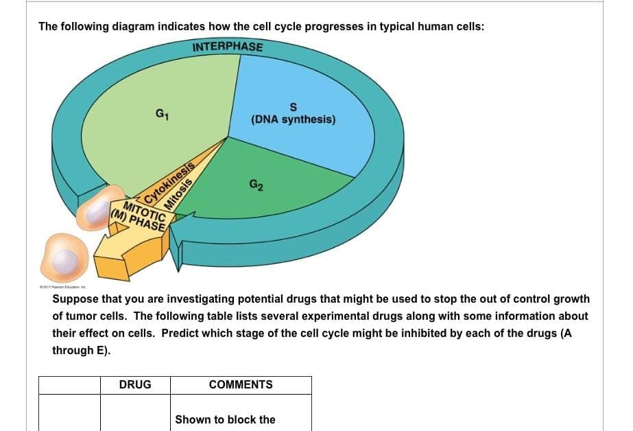 The following diagram indicates how the cell cycle progresses in typical human cells:
INTERPHASE
G₁
MITOTIC
(M) PHASE
Mitosis
Cytokinesis
DRUG
S
(DNA synthesis)
G2
Suppose that you are investigating potential drugs that might be used to stop the out of control growth
of tumor cells. The following table lists several experimental drugs along with some information about
their effect on cells. Predict which stage of the cell cycle might be inhibited by each of the drugs (A
through E).
COMMENTS
Shown to block the