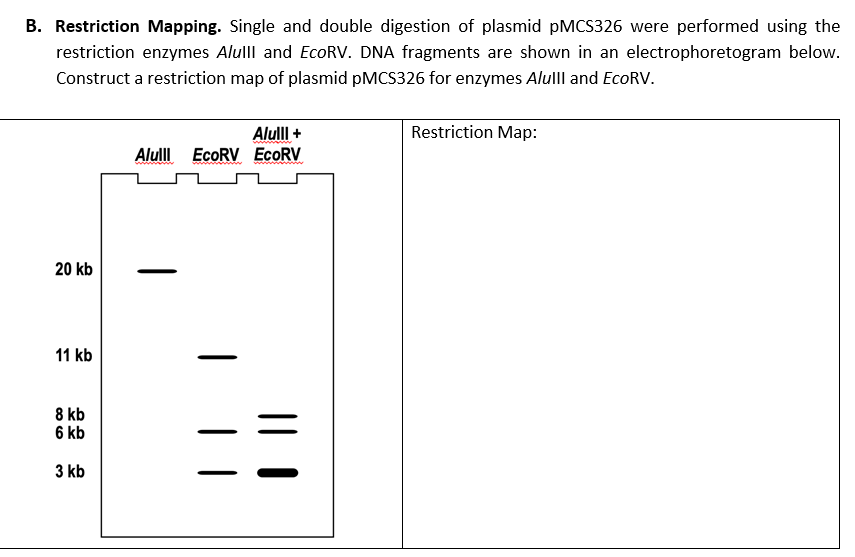 B. Restriction Mapping. Single and double digestion of plasmid pMCS326 were performed using the
restriction enzymes Alulll and EcoRV. DNA fragments are shown in an electrophoretogram below.
Construct a restriction map of plasmid pMCS326 for enzymes Alulll and EcoRV.
20 kb
11 kb
8 kb
6 kb
kb
3
Alulll +
Alull EcoRV ECORV
| ||
Restriction Map: