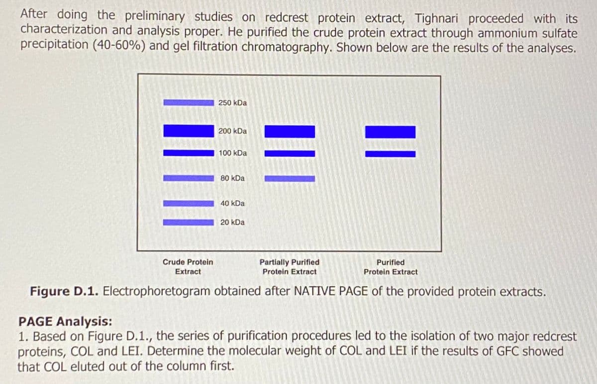 After doing the preliminary studies on redcrest protein extract, Tighnari proceeded with its
characterization and analysis proper. He purified the crude protein extract through ammonium sulfate
precipitation (40-60%) and gel filtration chromatography. Shown below are the results of the analyses.
|||||
250 kDa
Crude Protein
Extract
200 kDa
100 kDa
80 kDa
40 kDa
20 kDa
|||
||
Partially Purified
Protein Extract
Purified
Protein Extract
Figure D.1. Electrophoretogram obtained after NATIVE PAGE of the provided protein extracts.
PAGE Analysis:
1. Based on Figure D.1., the series of purification procedures led to the isolation of two major redcrest
proteins, COL and LEI. Determine the molecular weight of COL and LEI if the results of GFC showed
that COL eluted out of the column first.