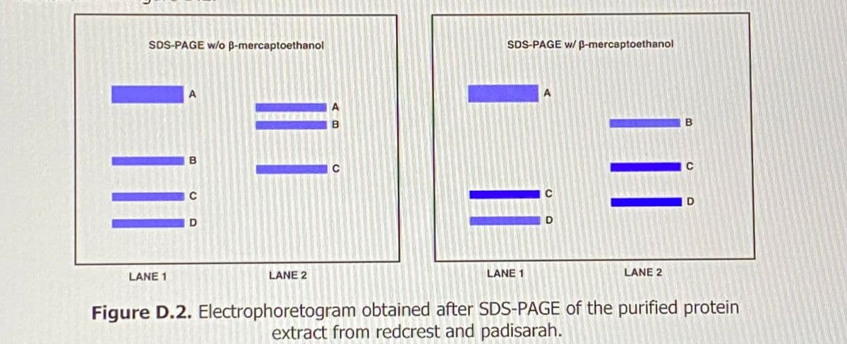 D
M
SDS-PAGE w/o ß-mercaptoethanol
LANE 1
D
| ||
LANE 2
SDS-PAGE w/ P-mercaptoethanol
LANE 1
D
|||
LANE 2
Figure D.2. Electrophoretogram obtained after SDS-PAGE of the purified protein
extract from redcrest and padisarah.