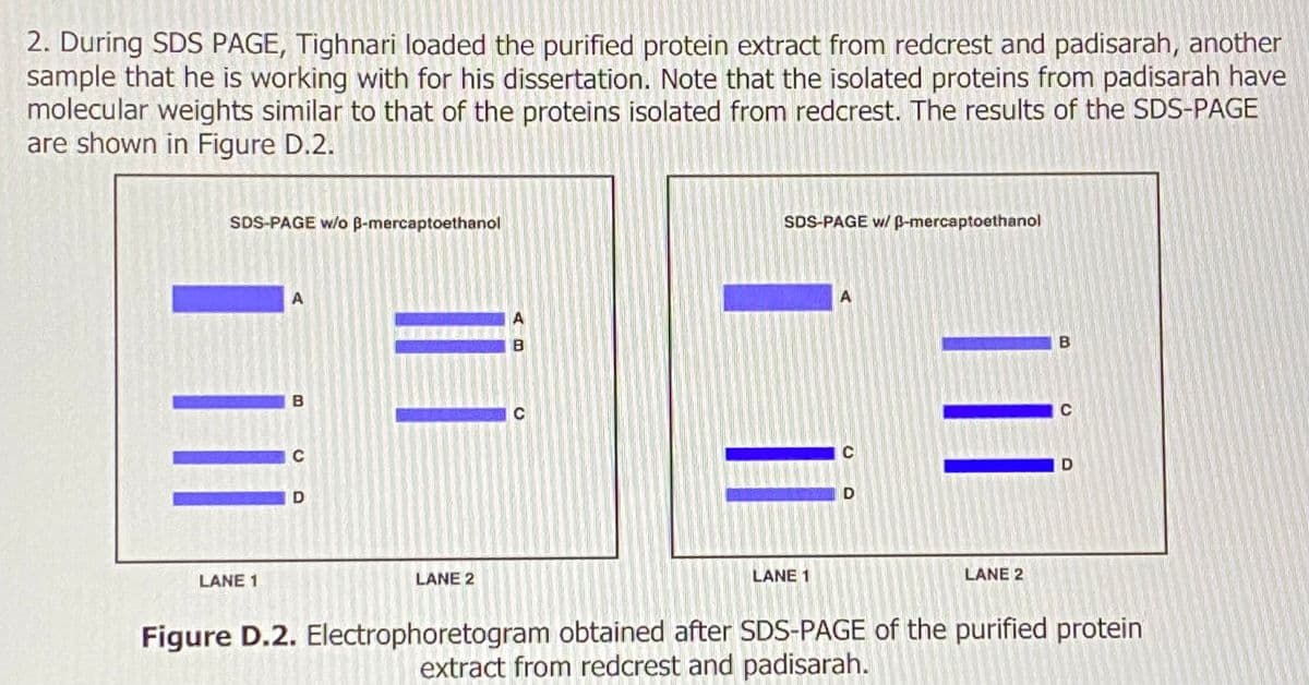 2. During SDS PAGE, Tighnari loaded the purified protein extract from redcrest and padisarah, another
sample that he is working with for his dissertation. Note that the isolated proteins from padisarah have
molecular weights similar to that of the proteins isolated from redcrest. The results of the SDS-PAGE
are shown in Figure D.2.
SDS-PAGE w/o ß-mercaptoethanol
LANE 1
B
D
LANE 2
PHILGAR
SDS-PAGE w/ p-mercaptoethanol
LANE 1
!!!
LANE 2
Figure D.2. Electrophoretogram obtained after SDS-PAGE of the purified protein
extract from redcrest and padisarah.