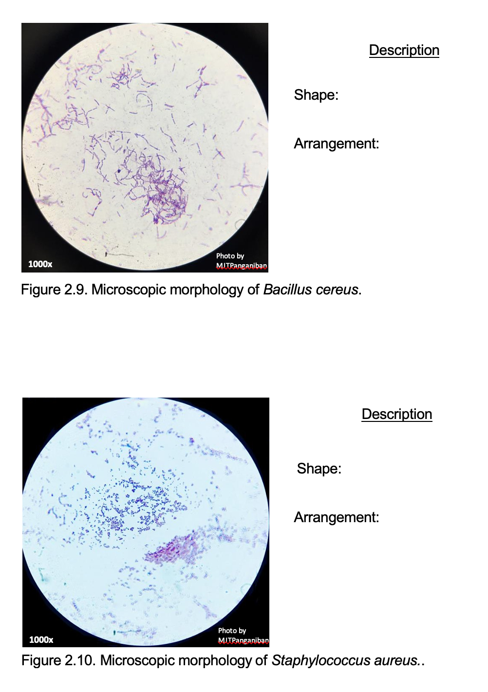 Description
Shape:
Arrangement:
Photo by
1000x
MITPanganiban
Figure 2.9. Microscopic morphology of Bacillus cereus.
Description
Shape:
Arrangement:
Photo by
1000x
MITPanganiban
Figure 2.10. Microscopic morphology of Staphylococcus aureus..
