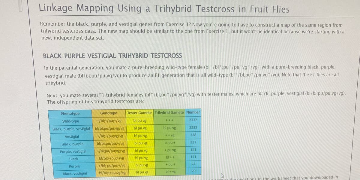 Linkage Mapping Using a Trihybrid Testcross in Fruit Flies
Remember the black, purple, and vestigial genes from Exercise 1? Now you're going to have to construct a map of the same region from
trihybrid testcross data. The new map should be similar to the one from Exercise 1, but it won't be identical because we're starting with a
new, independent data set.
BLACK PURPLE VESTIGIAL TRIHYBRID TESTCROSS
In the parental generation, you mate a pure-breeding wild-type female (bl+/bl*pu*/pu+vg+/vg+ with a pure-breeding black, purple,
vestigial male (bl/bl;pu/pu vg/vg) to produce an F1 generation that is all wild-type (bl/bliput/pu;vg+/vg). Note that the F1 flies are all
trihybrid.
Next, you mate several F1 trihybrid females (bl/bl:put/pu;vg+/vg) with tester males, which are black, purple, vestigial (bl/bl;pu/pu;vg/vg).
The offspring of this trihybrid testcross are:
Phenotype
Wild-type
Black, purple, vestigial
Vestigial
Black, purple
Purple, vestigial
Black
Purple
Black, vestigial
bl pu vg
bl pu vg
Genotype Tester Gamete Trihybrid Gamete Number
+/bl;+/pu;+/vg
bl pu vg
bl/bl;pu/pu;vg/vg
+/bl;+/pu;vg/vg
bl/bl;pu/pu;+/vg
+/bl;pu/pu;vg/vg
bl/bl;+/pu;+/vg
+/bl; pu/pu;+/vg
bl/bl;+/pu;vg/vg
bl pu vg
bl pu vg
bl pu vg
bl pu vg
bl pu vg
+++
bl pu vg
+ + vg
bl pu+
+ pu vg
bl ++
+ pu +
bl + vg
2332
2333
338
337
151
171
24
29
A
the questions in the worksheet that you downloaded in