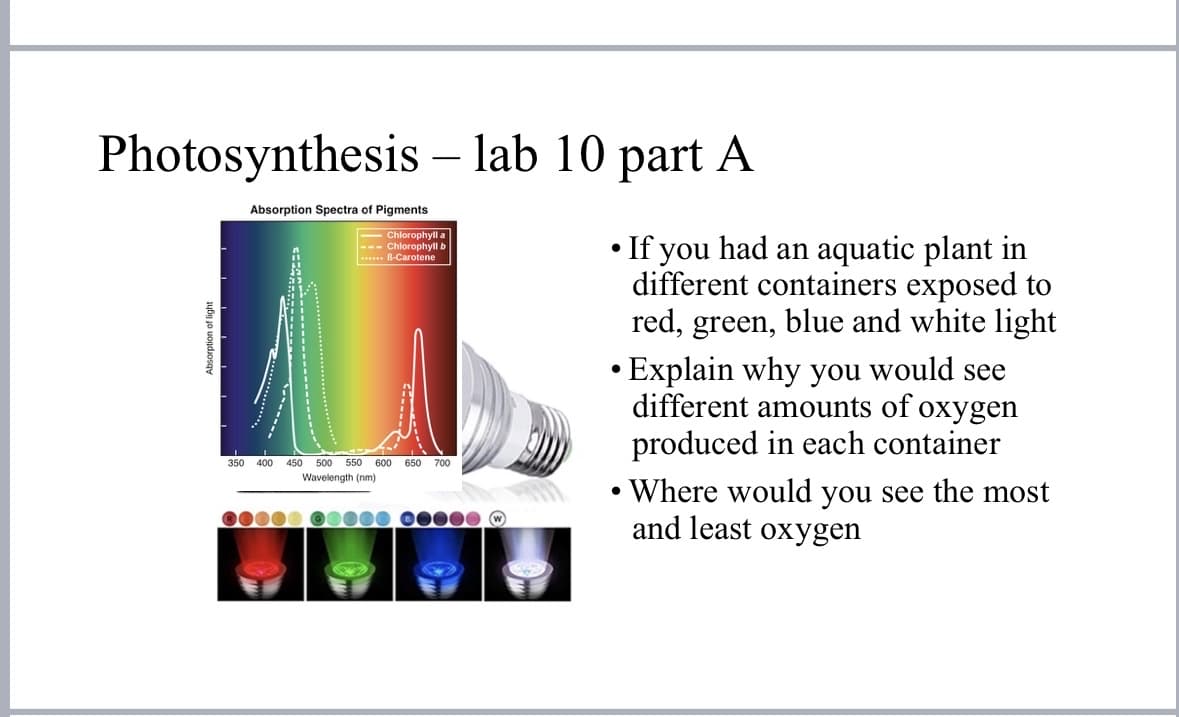 Photosynthesis - lab 10 part A
Absorption of light
Absorption Spectra of Pigments
-Chlorophyll a
--- Chlorophyll b
B-Carotene
11
350
400
500 550 600 650 700
Wavelength (nm)
• If you had an aquatic plant in
different containers exposed to
red, green, blue and white light
• Explain why you would see
different amounts of oxygen
produced in each container
• Where would you see the most
and least oxygen