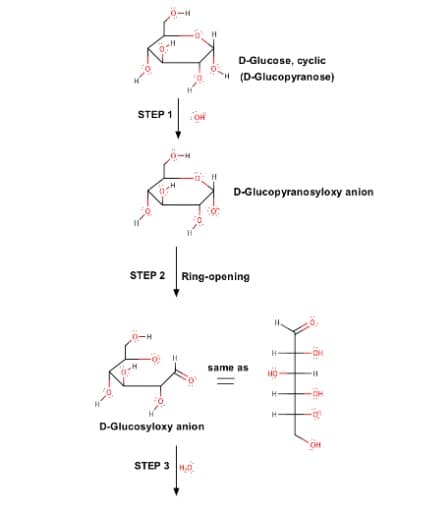 D-Glucose, cyclic
H (D-Glucopyranose)
STEP 1
OH
0-H
D-Glucopyranosyloxy anion
STEP 2 Ring-opening
same as
D-Glucosyloxy anion
STEP 3 |н
