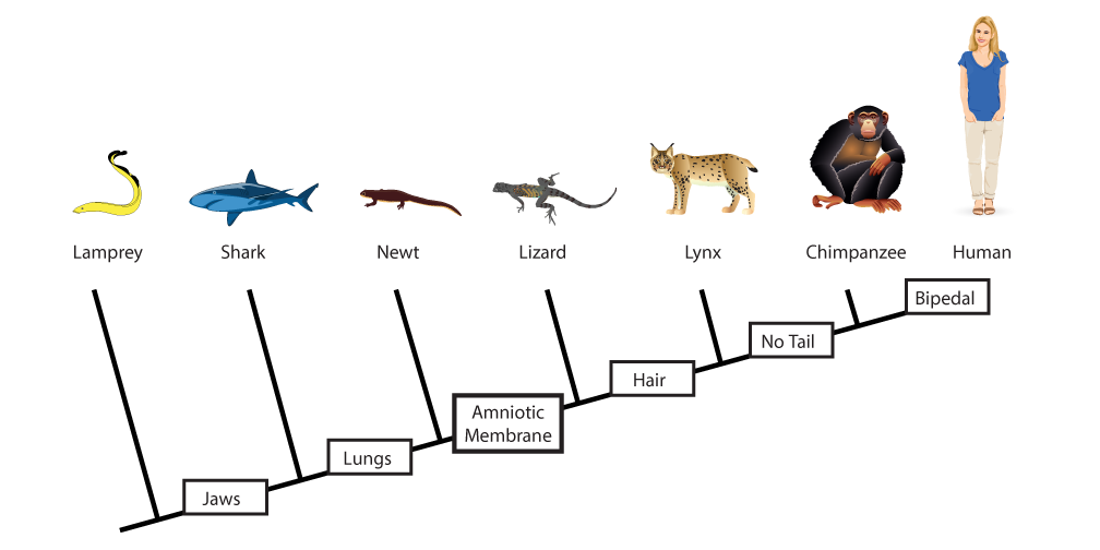 Lamprey
Shark
Newt
Lizard
Lynx
Chimpanzee
Human
Bipedal
No Tail
Hair
Amniotic
Membrane
Lungs
Jaws
