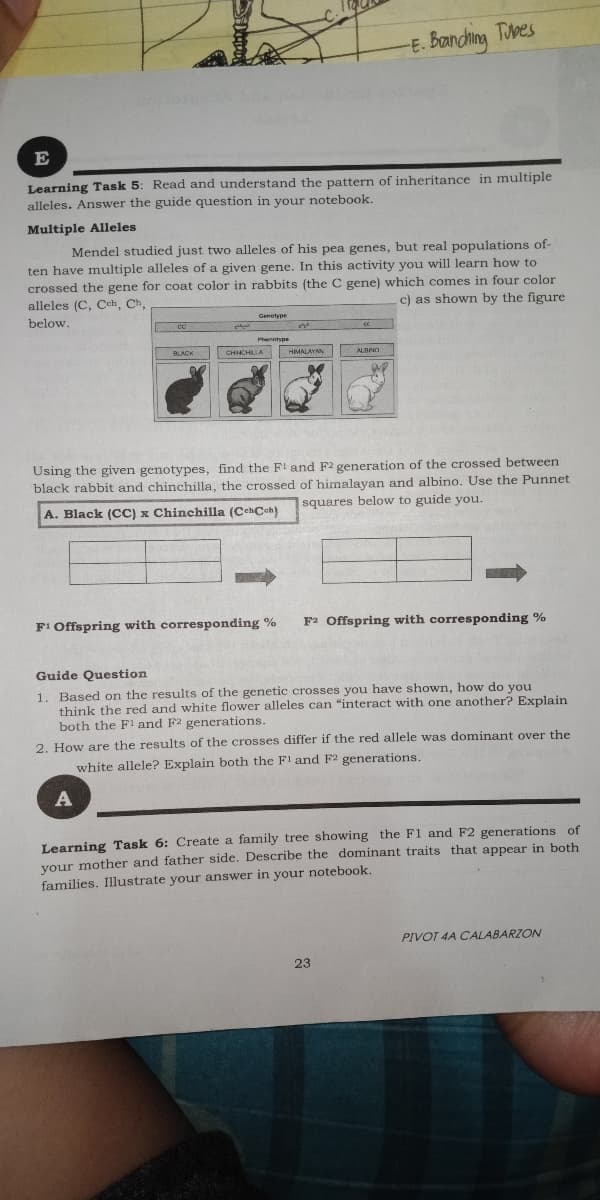 -E. Bandching Tubes
E
Learning Task 5: Read and understand the pattern of inheritance in multiple
alleles. Answer the guide question in your notebook.
Multiple Alleles
Mendel studied just two alleles of his pea genes, but real populations of-
ten have multiple alleles of a given gene. In this activity you will learn how to
crossed the gene for coat color in rabbits (the C gene) which comes in four color
alleles (C, Cch, Ch,
c) as shown by the figure
below.
Genotype
HIMALAYAN
Using the given genotypes, find the F! and F2 generation of the crosse
black rabbit and chinchilla, the crossed of himalayan and albino. Use the Punnet
etwe
A. Black (CC) x Chinchilla (CchCoh)
squares below to guide you.
F1 Offspring with corresponding %
F2 Offspring with corresponding %
Guide Question
1. Based on the results of the genetic crosses you have shown, how do you
think the red and white flower alleles can "interact with one another? Explain
both the F1and F2 generations.
2. How are the results of the crosses differ if the red allele was dominant over the
white allele? Explain both the Fl and F2 generations.
Learning Task 6: Create a family tree showing the F1 and F2 generations of
your mother and father side. Describe the dominant traits that appear in both
families. Illustrate your answer in your notebook.
PIVOT 4A CALABARZON
23
