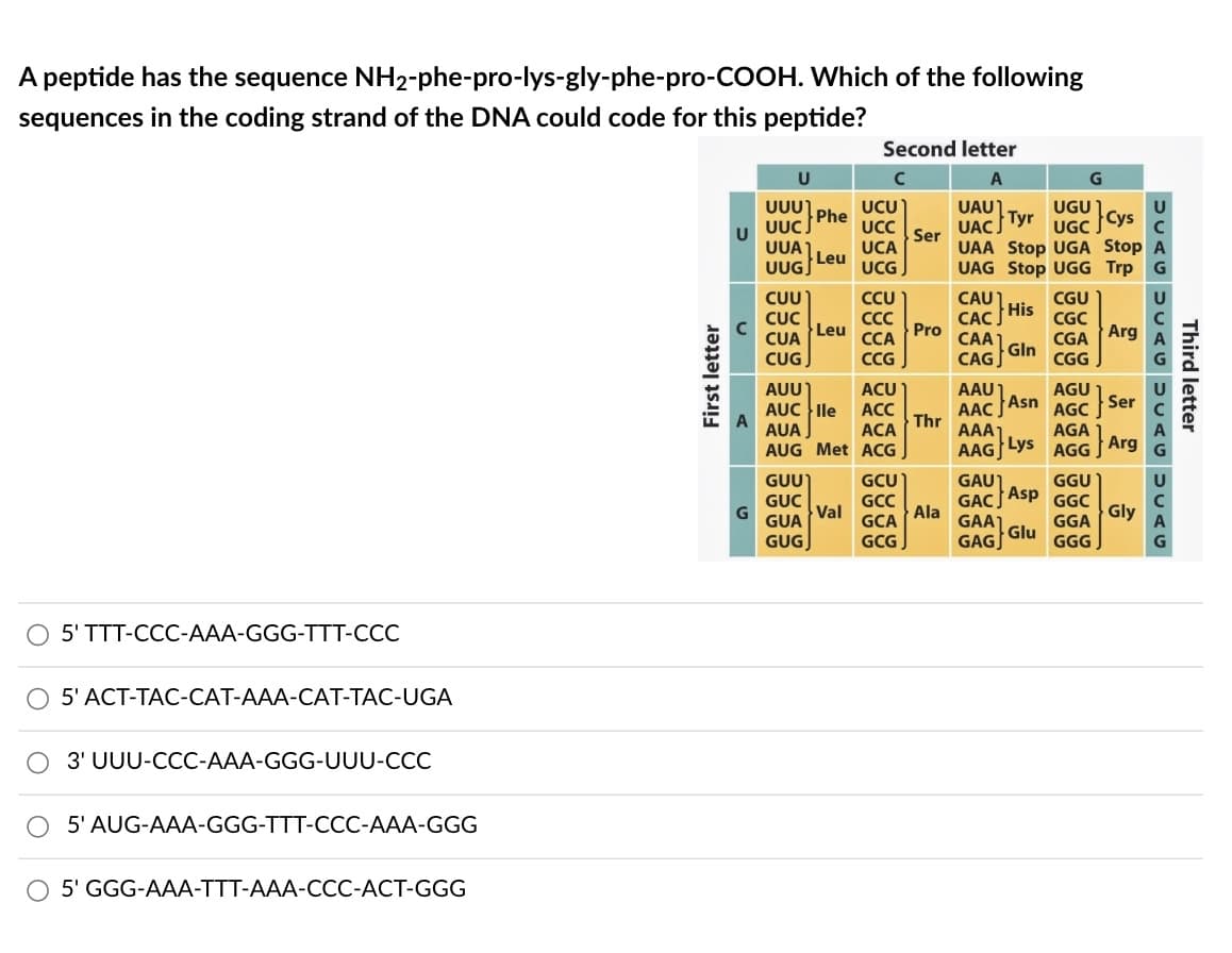 A peptide has the sequence
sequences in the coding strand of the DNA could code for this peptide?
NH₂-phe-pro-lys-gly-phe-pro-COOH. Which of the following
5' TTT-CCC-AAA-GGG-TTT-CCC
O 5' ACT-TAC-CAT-AAA-CAT-TAC-UGA
3' UUU-CCC-AAA-GGG-UUU-CCC
5' AUG-AAA-GGG-TTT-CCC-AAA-GGG
O 5' GGG-AAA-TTT-AAA-CCC-ACT-GGG
First letter
U
A
G
U
บบบ
UUCJ
UUA
UUGJ
CUU
CUC
CUA
CUG
GUU
GUC
Phe
GUA
GUG
Leu
AUU
AUC lle
AUA
AUG Met
Leu
Val
Second letter
UCU
UCC
UCA
UCG
CCU
CCC
CCA
CCG
ACU
ACC
ACA
ACG
GCU
GCC
GCA
GCG
Ser
Pro
Thr
Ala
G
UAU
UAC Tyr
UGC Cys
UAA Stop UGA Stop
UAG Stop UGG Trp G
CAU
CAC J
CAA 1
CAGJ
AAU 1
AAC
AAA1
AAGJ
GAU
GACJ
GAA1
GAGJ
His
Gin
AGU
AGC
AGA
Lys AGG
Asn
CGU
CGC
CGA
CGG
Asp
Glu
GGU
GGC
GGA
GGG
Arg
Ser
Arg
Gly
DUAG DCAU DUA ULAG
Third letter