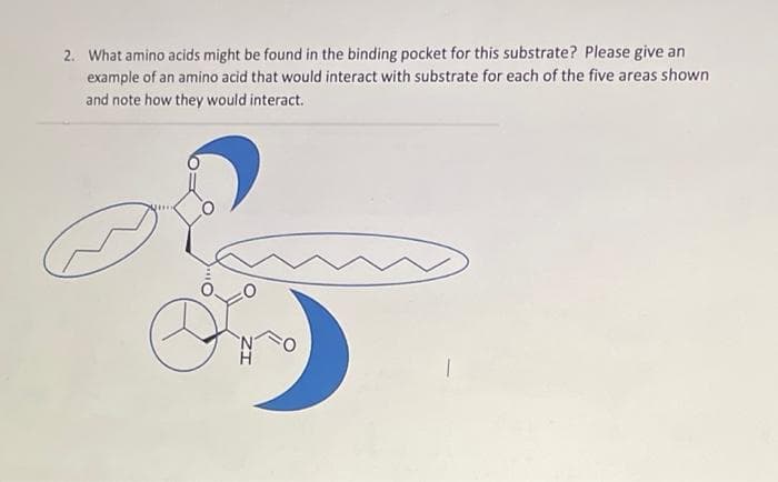 2. What amino acids might be found in the binding pocket for this substrate? Please give an
example of an amino acid that would interact with substrate for each of the five areas shown
and note how they would interact.