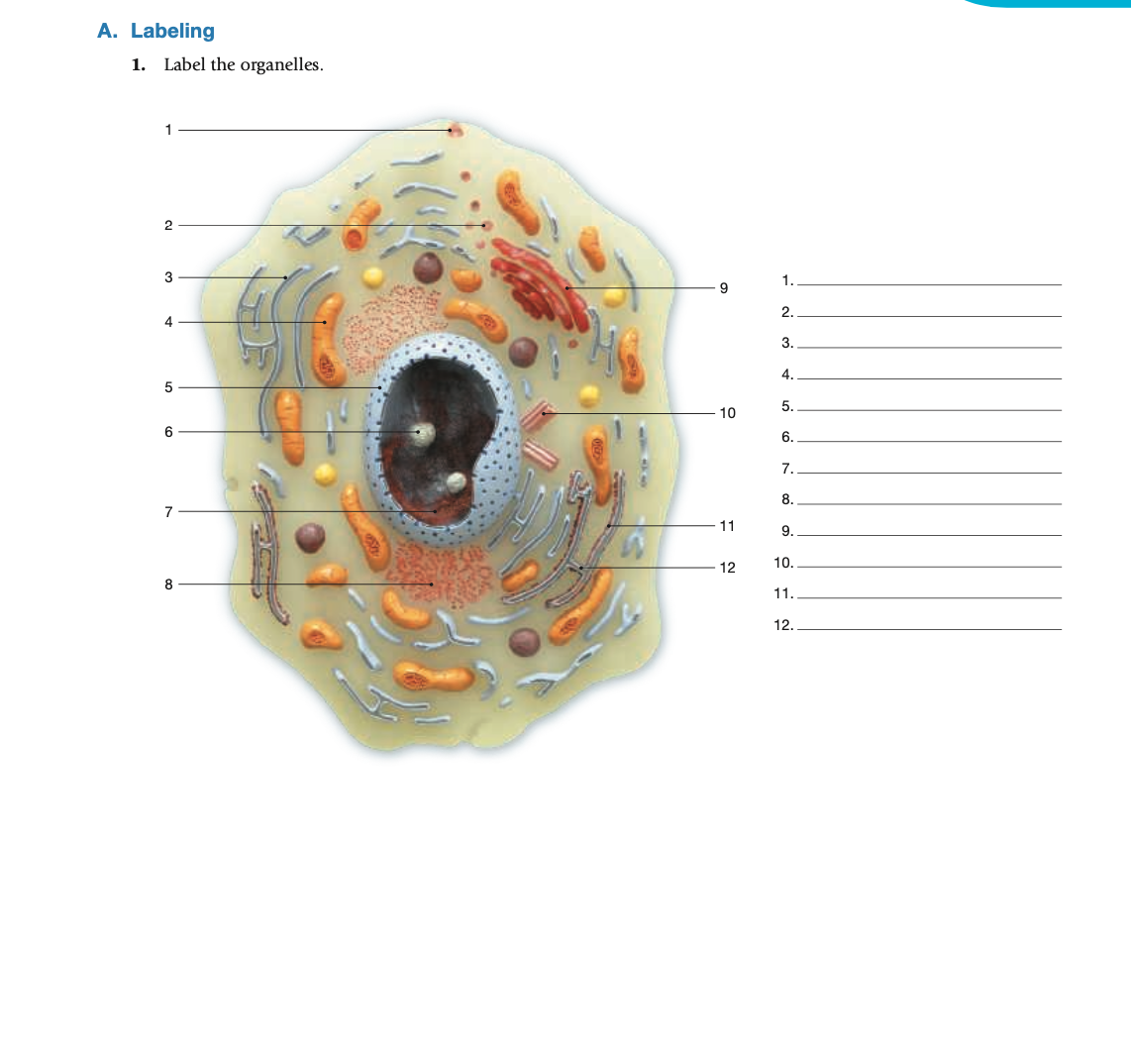 A. Labeling
1. Label the organelles.
3
1.
9.
2.
4
3.
4.
5.
10
6
6.
7.
8.
7
11
9.
12
10.
11.
12.
