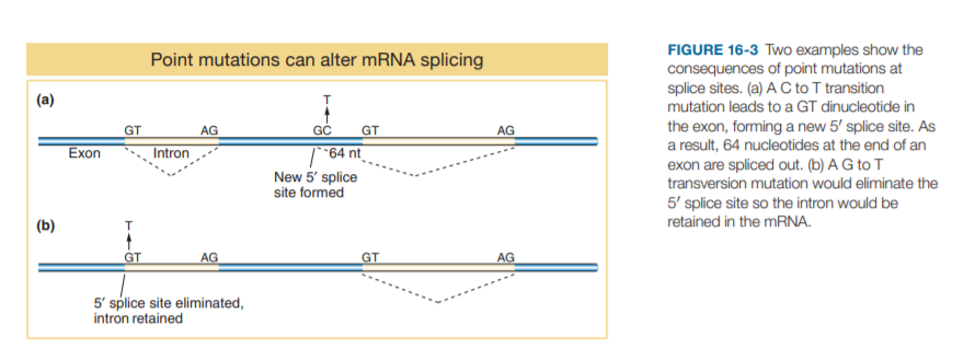 FIGURE 16-3 Two examples show the
consequences of point mutations at
splice sites. (a) A C to T transition
mutation leads to a GT dinucleotide in
Point mutations can alter MRNA splicing
(a)
the exon, forming a new 5' splice site. As
a result, 64 nucleotides at the end of an
exon are spliced out. (b) A G to T
transversion mutation would eliminate the
GT
GC
AG
AG
Intron
GT
/ *64 nt
New 5' splice
site formed
Exon
5' splice site so the intron would be
retained in the MRNA.
(b)
GT
AG
GT
AG
5' splice site eliminated,
intron retained
