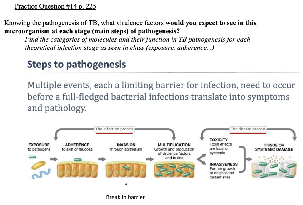 Practice Question #14 p. 225
Knowing the pathogenesis of TB, what virulence factors would you expect to see in this
microorganism at each stage (main steps) of pathogenesis?
Find the categories of molecules and their function in TB pathogenesis for each
theoretical infection stage as seen in class (exposure, adherence,.)
Steps to pathogenesis
Multiple events, each a limiting barrier for infection, need to occur
before a full-fledged bacterial infections translate into symptoms
and pathology.
The infection process
The disease process
TOXICITY
Toxin effects
are local or
systemic
EXPOSURE
ADHERENCE
INVASION
MULTIPLICATION
Growth and production
of virulence factors
and toxins
TISSUE OR
SYSTEMIC DAMAGE
to pathogens
to skin or mucosa
through epithelium
INVASIVENESS
Further growth
at original and
distant sites
Break in barrier
