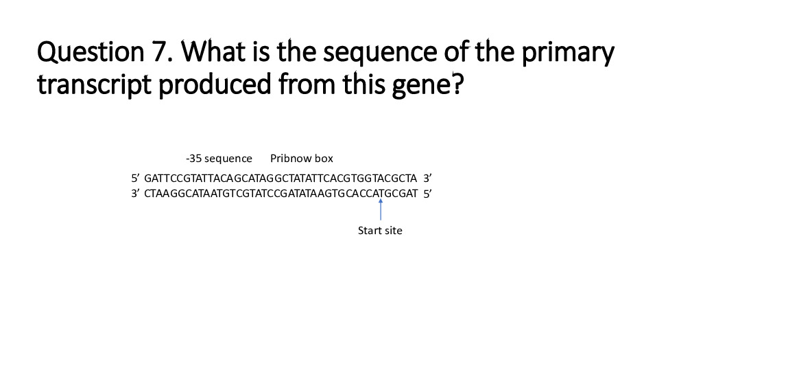 Question 7. What is the sequence of the primary
transcript produced from this gene?
-35 sequence
Pribnow box
5' GATTCCGTATTACAGCATAGGCTATATTCACGTGGTACGCTA 3'
3' CTAAGGCATAATGTCGTATCCGATATAAGTGCACCATGCGAT 5'
Start site
