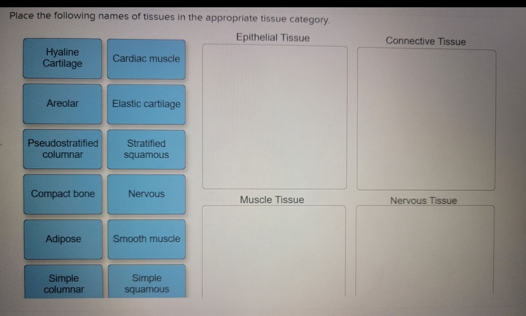 Place the following names of tissues in the appropriate tissue category.
Epithelial Tissue
Hyaline
Cartilage
Areolar
Pseudostratified
columnar
Compact bone
Adipose
Simple
columnar
Cardiac muscle
Elastic cartilage
Stratified
squamous
Nervous
Smooth muscle
Simple
squamous
Muscle Tissue
Connective Tissue
Nervous Tissue