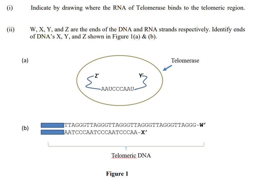 (i)
Indicate by drawing where the RNA of Telomerase binds to the telomeric region.
W, X, Y, and Z are the ends of the DNA and RNA strands respectively. Identify ends
of DNA’s X, Y, and Z shown in Figure 1(a) & (b).
(ii)
(a)
Telomerase
-AAUCCCAAU-
TTAGGGTTAGGGTTAGGGTTAGGGTTAGGGTTAGGG-W’
AАТСССААТСССААТСССАА-Х"
(b)
Telomeric DNA
Figure 1
