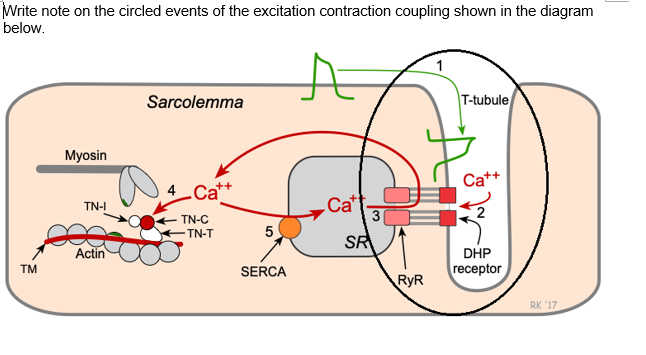 Write note on the circled events of the excitation contraction coupling shown in the diagram
below.
Sarcolemma
T-tubule
Myosin
Ca++
4 Ca
Cat
3
TN-I
2
TN-C
-TN-T
SR
DHP
receptor
Actin
TM
SERCA
RyR
RK '17
