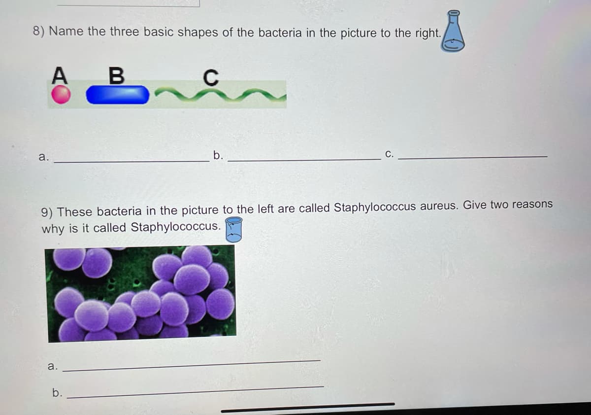 8) Name the three basic shapes of the bacteria in the picture to the right.
A
C
a.
b.
9) These bacteria in the picture to the left are called Staphylococcus aureus. Give two reasons
why is
called
aphylococcus.
a.
b.
