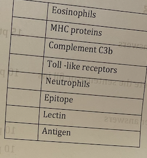 or
of
Eosinophils
MHC proteins
Complement C3b
Toll-like receptors
Neutrophilstis
S
Epitope
Lectin
Antigen
219W206 19