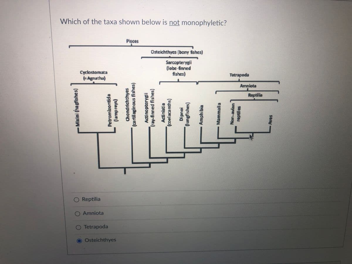 Which of the taxa shown below is not monophyletic?
Pisces
Osteichthyes (bony fishes)
Sarcopterygii
(lobe-finned
fishes)
Cyclostomata
EAgnatha)
Tetrapoda
Amniota
Reptilia
O Reptilia
O Amniota
O Tetrapoda
Osteichthyes
Mixini (hagfishes)
Petromizontida
(lampreys)
Chondrichthyes
(cartilaginous fishes)
Actinopterygii
(ray-finned fishes)
Actinistia
(coelacanths)
Dipnoi
(lungfishes)
Amphibia
Mammalia
Non-avian
reptiles
Aves
