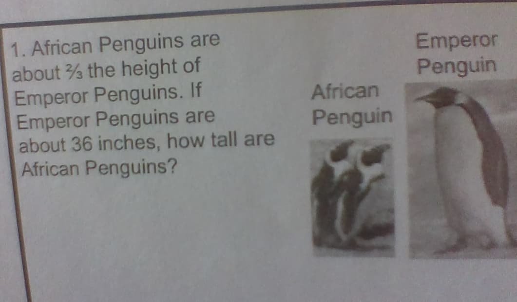 1. African Penguins are
about % the height of
Emperor Penguins. If
Emperor Penguins are
about 36 inches, how tall are
African Penguins?
Emperor
Penguin
African
Penguin
