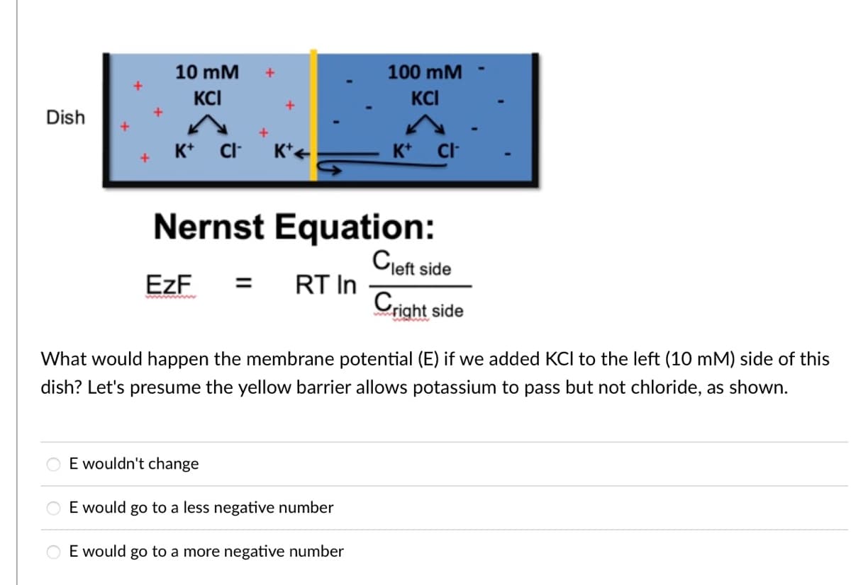 10 mM
100 mM
KCI
KCI
Dish
K* CI
K*+
K* C-
Nernst Equation:
Cleft side
EZF
RT In
Cright side
ww w
What would happen the membrane potential (E) if we added KCI to the left (10 mM) side of this
dish? Let's presume the yellow barrier allows potassium to pass but not chloride, as shown.
E wouldn't change
E would go to a less negative number
E would go to a more negative number
