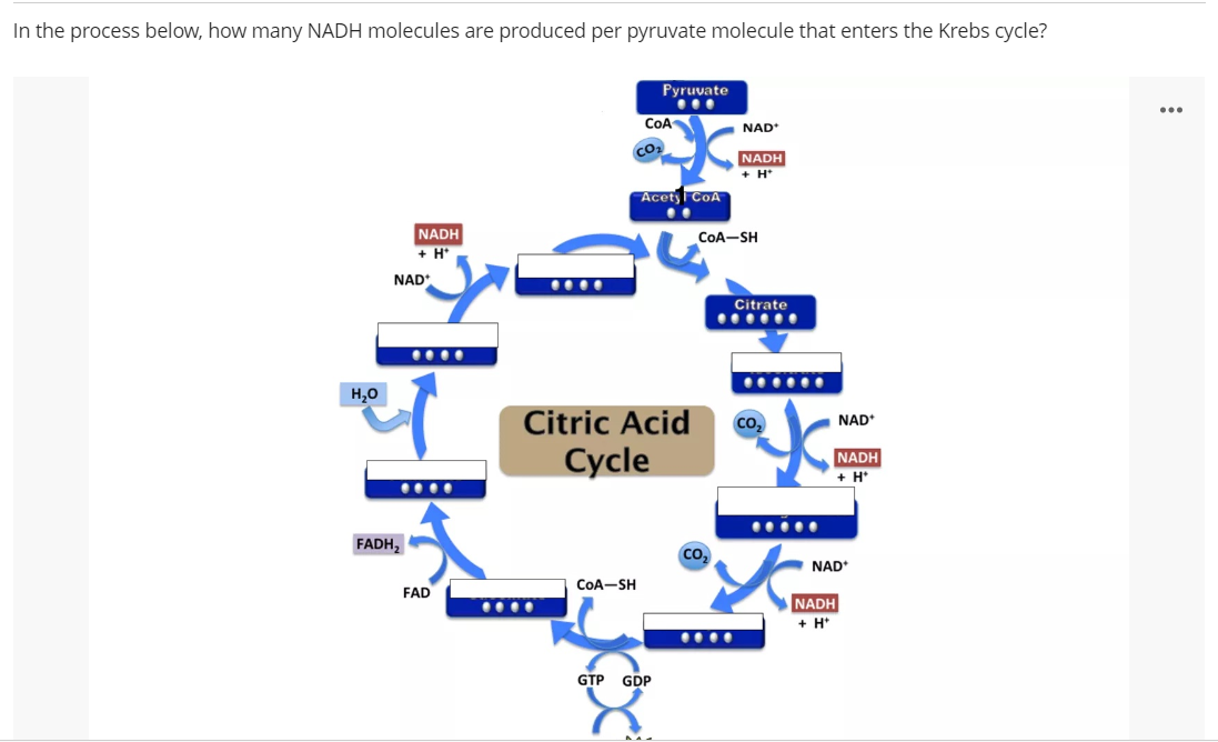 In the process below, how many NADH molecules are produced per pyruvate molecule that enters the Krebs cycle?
NADH
+H
NAD
FADH₂
....
H₂O
Hel
A
FAD
...
Pyruvate
COA
CO₂
CoA-SH
Citric Acid
Cycle
Acety CoA
GTP GDP
8
NAD+
CoA-SH
CO₂
NADH
+H*
Citrate
…...
Y
CO₂
NAD*
NADH
+ H
NADH
+ H
NAD*