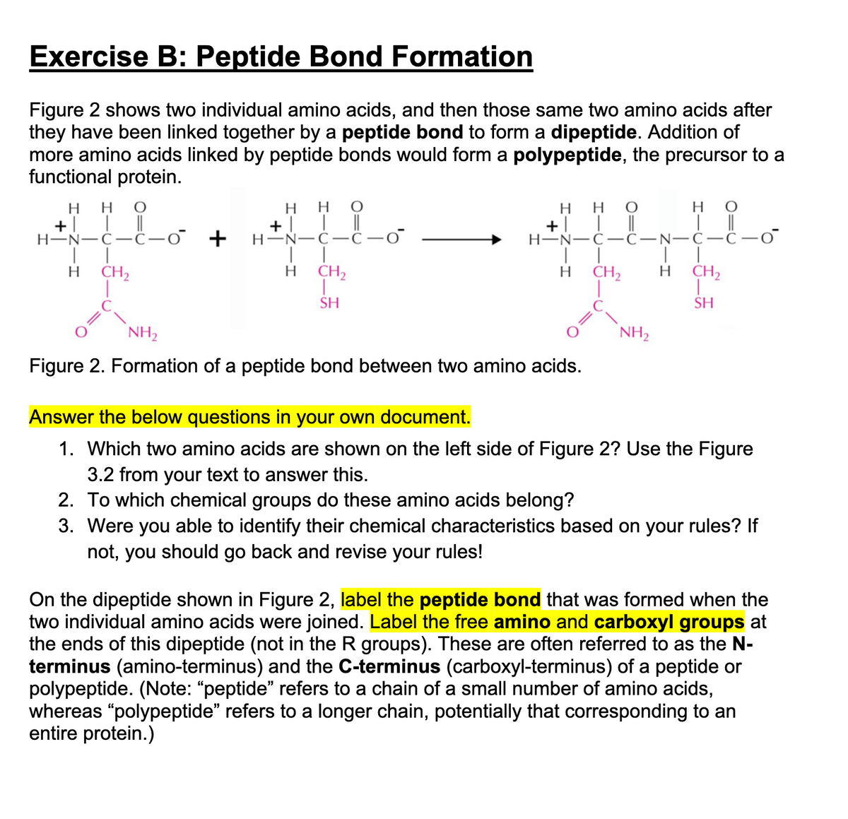 Exercise B: Peptide Bond Formation
Figure 2 shows two individual amino acids, and then those same two amino acids after
they have been linked together by a peptide bond to form a dipeptide. Addition of
more amino acids linked by peptide bonds would form a polypeptide, the precursor to a
functional protein.
нн
+| | ||
H-N-C-Ĉ-0
H.
+! | ||
H-N-C-ċ –0
H.
H
H
H
+| | ||
H-N-C-C-N-C-C-
+
H
CH2
CH2
H
CH2
H.
CH2
SH
SH
NH,
NH,
Figure 2. Formation of a peptide bond between two amino acids.
Answer the below questions in your own document.
1. Which two amino acids are shown on the left side of Figure 2? Use the Figure
3.2 from your text to answer this.
2. To which chemical groups do these amino acids belong?
3. Were you able to identify their chemical characteristics based on your rules? If
not, you should go back and revise your rules!
On the dipeptide shown in Figure 2, label the peptide bond that was formed when the
two individual amino acids were joined. Label the free amino and carboxyl groups at
the ends of this dipeptide (not in the R groups). These are often referred to as the N-
terminus (amino-terminus) and the C-terminus (carboxyl-terminus) of a peptide or
polypeptide. (Note: "peptide" refers to a chain of a small number of amino acids,
whereas "polypeptide" refers to a longer chain, potentially that corresponding to an
entire protein.)
